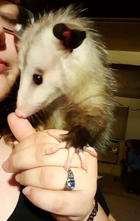 Close-up of hand holding cat