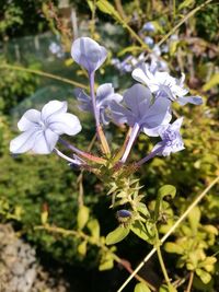 Close-up of flowers