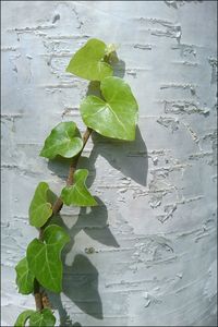 Close-up of fresh green plant