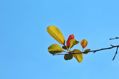 Plant growing against clear blue sky