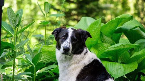 Portrait of dog by plants