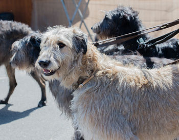 High angle view of irish wolfhound dogs