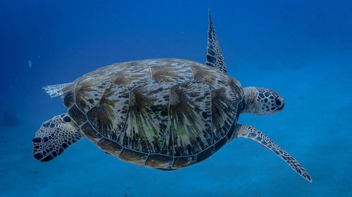 Swimming green sea turtle at pagkilatan