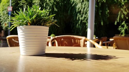 Close-up of potted plant on table