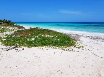 Scenic view of beach against clear blue sky