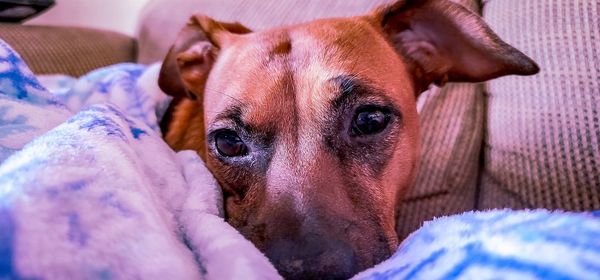 Close-up portrait of dog resting on bed
