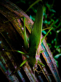 Close-up of lizard on plant