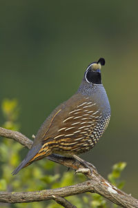 Close-up of bird perching on branch