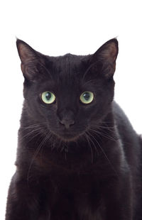 Close-up portrait of black cat against white background