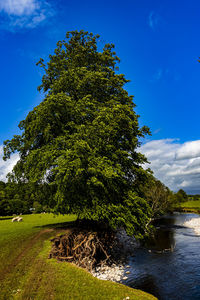 Tree by river against sky