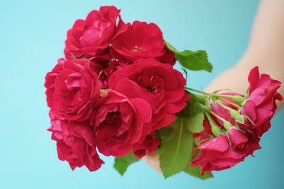 Close-up of red rose against white background