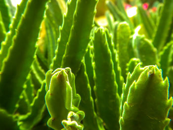 Full frame shot of green leaves