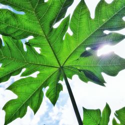 Close-up of fresh green plant against sky