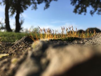 Surface level of grass against sky