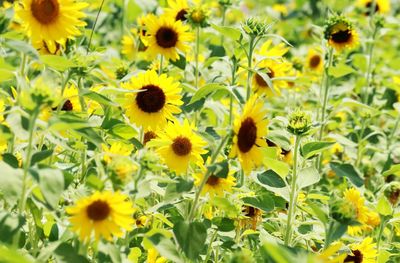 Close-up of yellow flowering plants on field