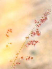 Low angle view of pink flowering plant against sky