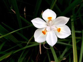 Close-up of white flower blooming outdoors