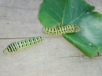 Close-up of caterpillar on wood