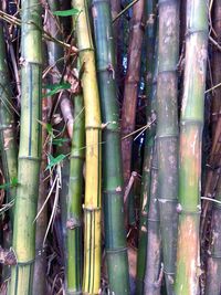 Bamboo trees in forest