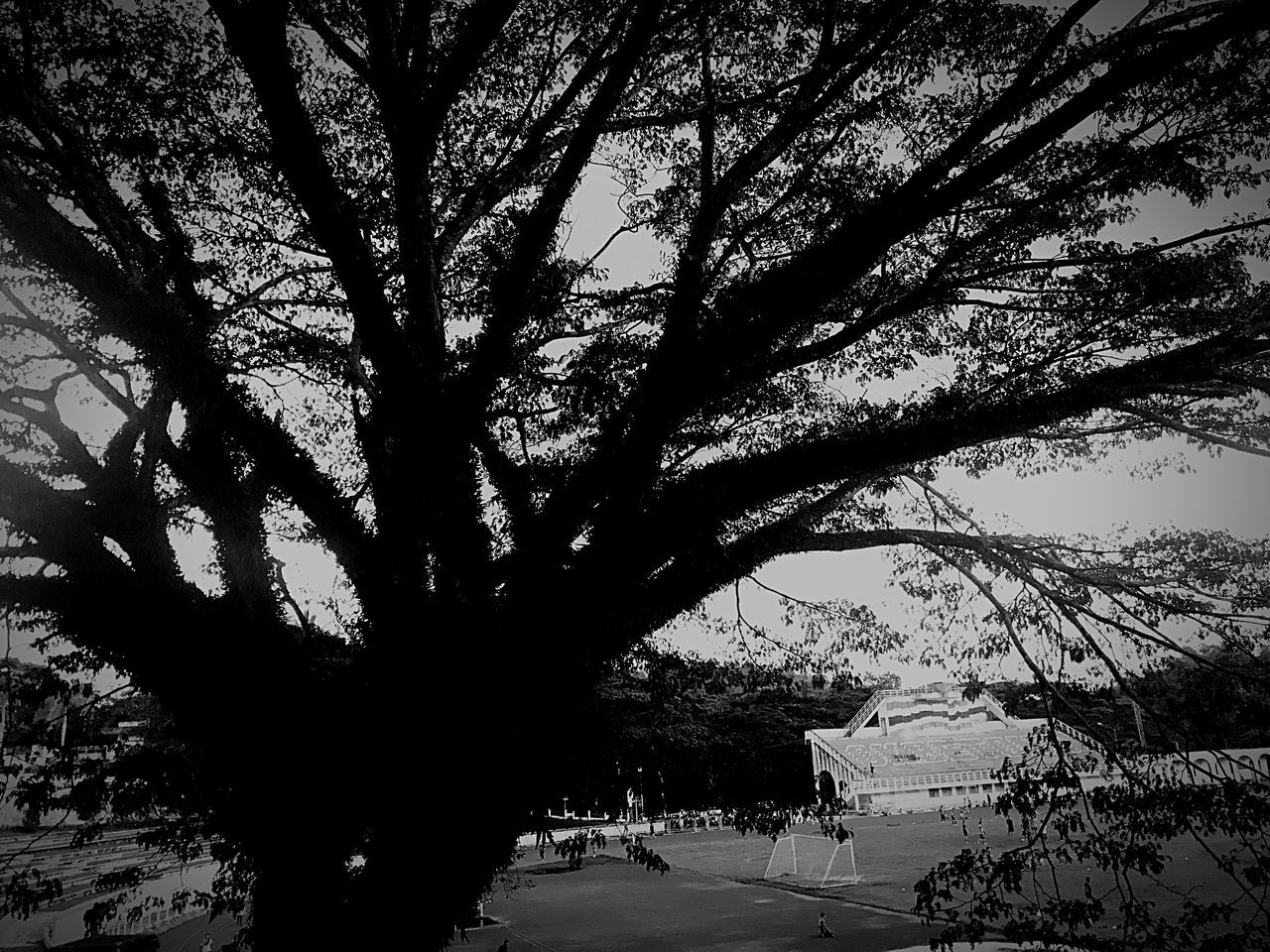 TREE BY BUILDING IN CITY