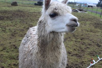 Close-up of a llama on field