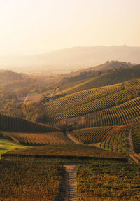 Scenic view of vineyard against sky