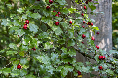 Red berries growing on tree