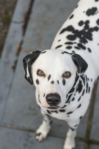 Close-up portrait of dog