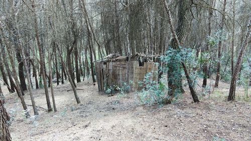 Panoramic shot of bare trees on field