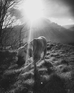 Mixed-breed dog walking on field against mountain