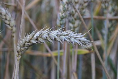 Close-up of stalks in wheat field