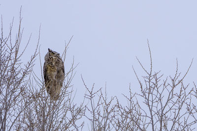 Low angle view of eagle perching on bare tree against sky