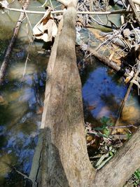 Reflection of trees in water