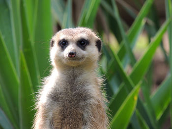 Portrait of meerkat