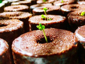 Close-up of saplings in wood