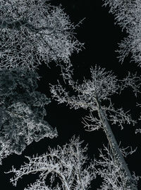 Low angle view of frozen tree during winter at night
