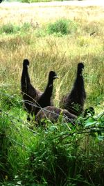 Ducks on grass