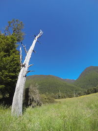 Low angle view of trees on hill against blue sky