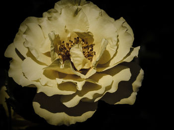 Close-up of flower against black background