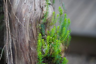 Close-up of tree trunk