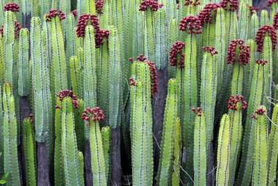 Full frame shot of prickly pear cactus