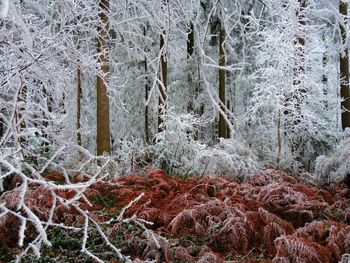 Close-up of snowflakes on frozen tree