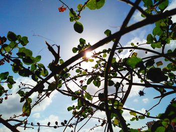 Low angle view of flower tree against sky