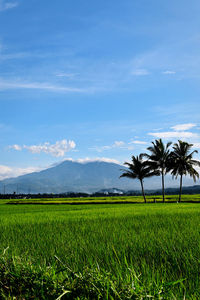 Scenic view of palm trees on field against sky