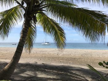 Palm trees on beach against sky