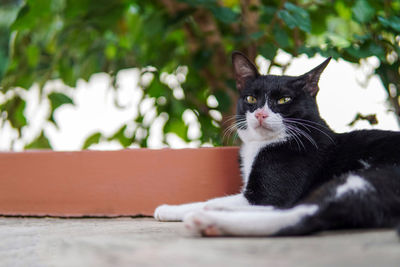 Portrait of cat sitting outdoors