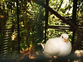 Close-up of white bird perching on a tree