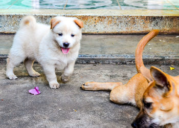 Puppy with dog