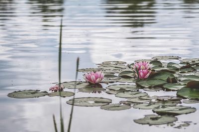 Pink water lily in lake