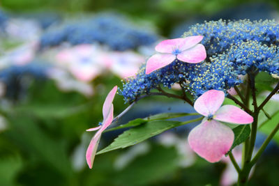 Close-up of pink flowering plant